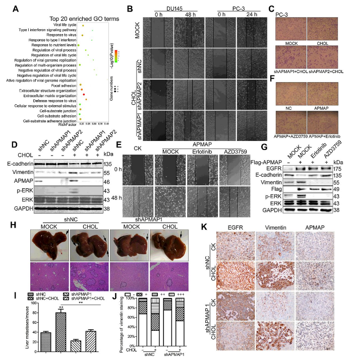 Co-IP-MS/MS、生物信息學(xué)分析-客戶文獻(xiàn)-輝駿生物.png