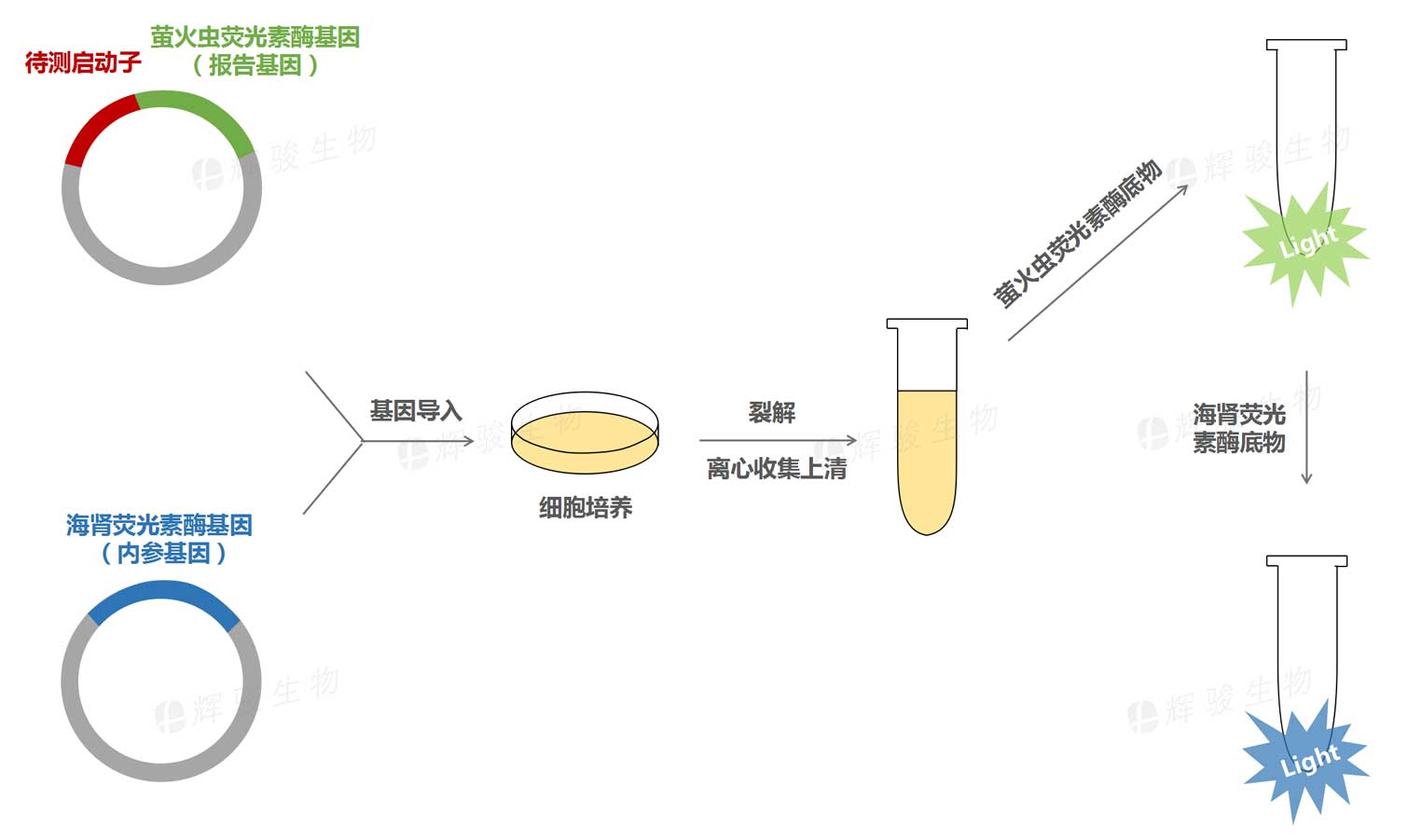 雙熒光素酶報告基因?qū)嶒灱夹g(shù)服務(wù)_啟動子活性檢測實驗.jpg