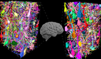 3D EM 揭示了小鼠、猴子和人類神經(jīng)回路的差異