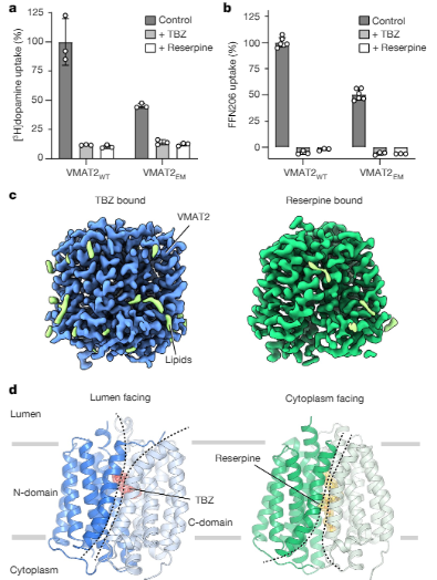 與治療藥物復(fù)合的VMAT 2的Cryo-EM結(jié)構(gòu)