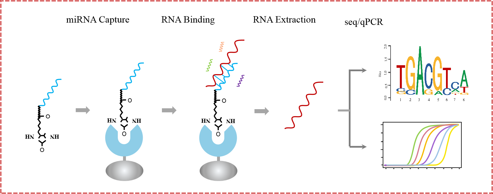 輝駿生物miRNA pull down調(diào)取結(jié)合RNA蛋白原理圖